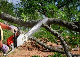 Best Hazardous Tree Removal  in Aldine, TX