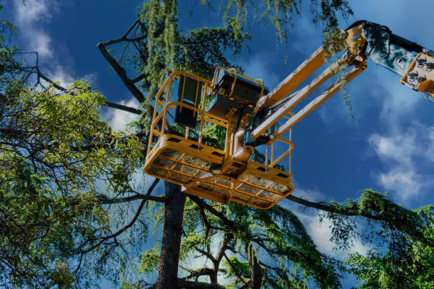 How Our Tree Care Process Works  in  Aldine, TX